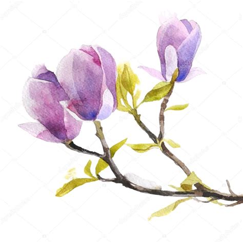 Watercolor Magnolia Flowers — Stock Vector © Mart M 73314203