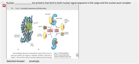 Solved Intracellular transport refers to protein transport | Chegg.com 