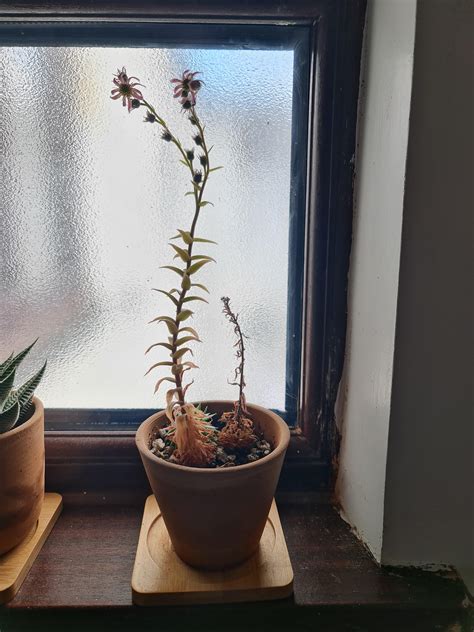 Sempervivum surprisingly flowered, guess there is no life after this