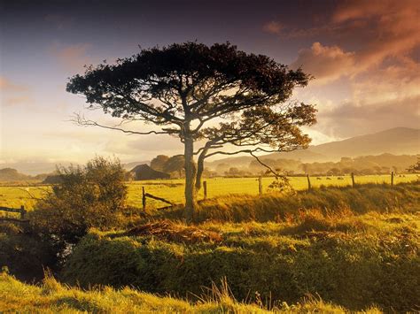 Landscape Hill Nature Grass Field Morning Tree Autumn Leaf