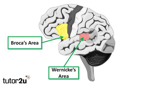 Biopsychology: Language Centres: Wernicke’s Area | Reference Library ...