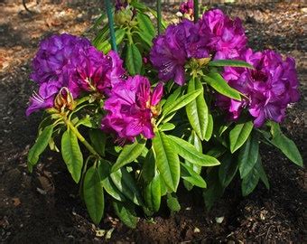 Rhododendron Purple Passion Purple Blooms With a Touch of | Etsy