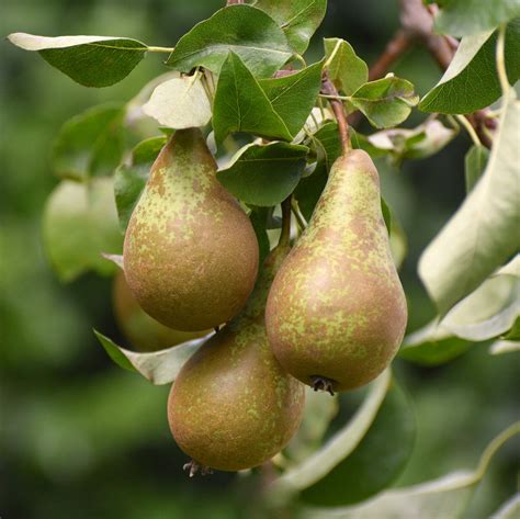 Pear tree - Muddy Trowel