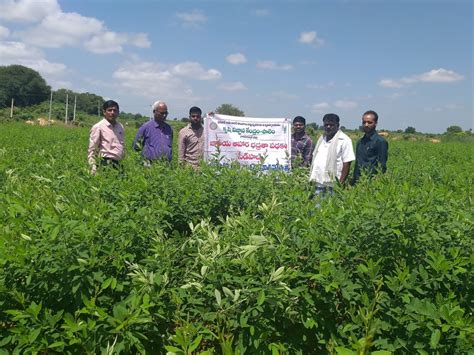 GOOD PRACTICES 41-Quality Seed Production of Pulses through Pulse Seed Hub Project at KVK, Palem ...