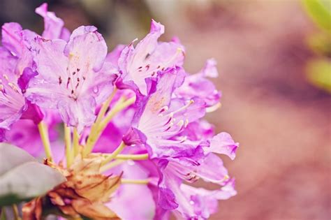 Rododendro rosa floreciente en el jardín Foto Premium