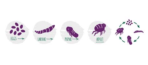 Stages Of Fleas Life Cycle