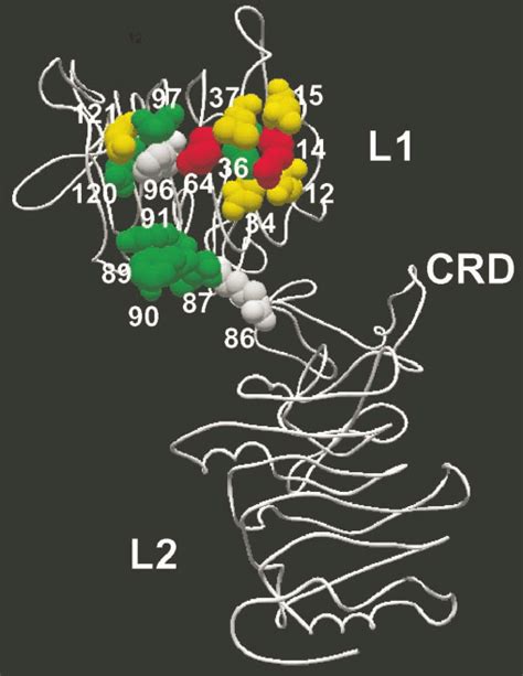 Structure Of The Functional Epitopes Of The L And Cysteine Rich