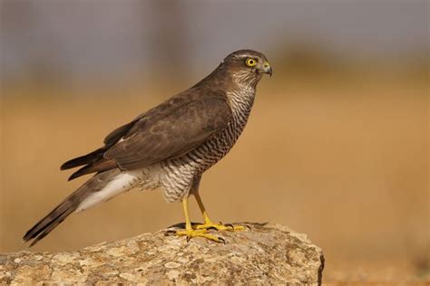 Gavil N N Accipiter Nisus Gavil N Aves Fotograf A De Naturaleza