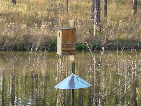 Colorful Wood Ducks And The Continuing Threats They Face Pethelpful