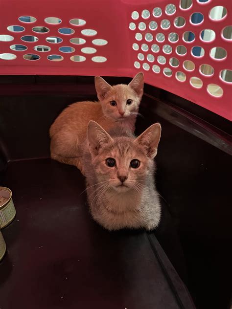 Fox Valley Humane Association Stray Pets | Appleton WI