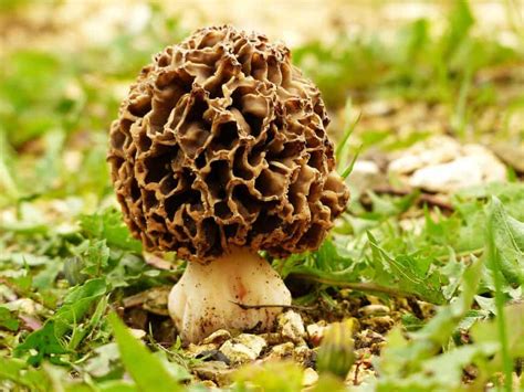 Common Mushrooms In Colorado Edible Poisonous Star Mushroom Farms