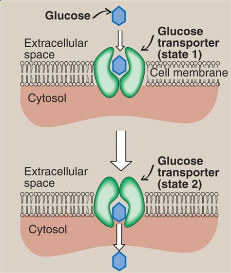 Glucose Transport Into Cells