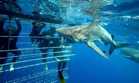 Shark Cage Diving KZN | Banned due to solicitation of users - FOMO - R1 ...