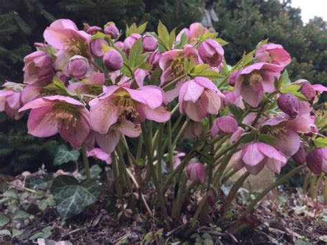 The 2020 Hellebores Deborah Silver And Co