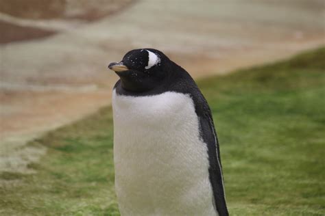 Gentoo Penguin - ZooChat