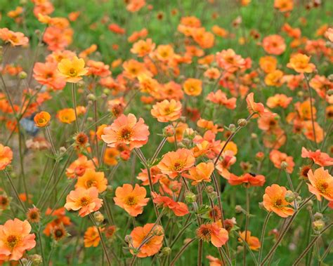 Geum 'Prinses Juliana' bare roots — Buy orange avens online at Farmer