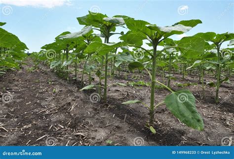 Young Sunflower Using Herbicides Is Protected From Weeds Stock Image