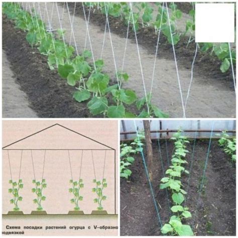 Как подвязывать огурцы в открытом грунте и в теплице из поликарбоната?