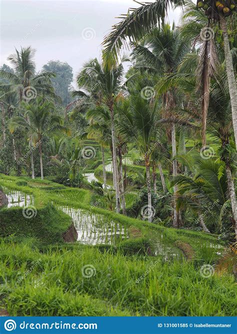 Rice Paddy Terrace and Palms in Bali, Indonesia Stock Image - Image of ...