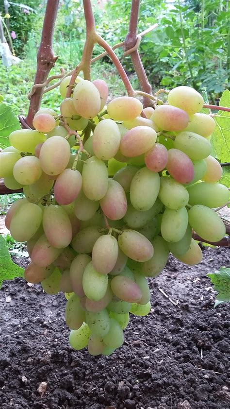Каталог винограда