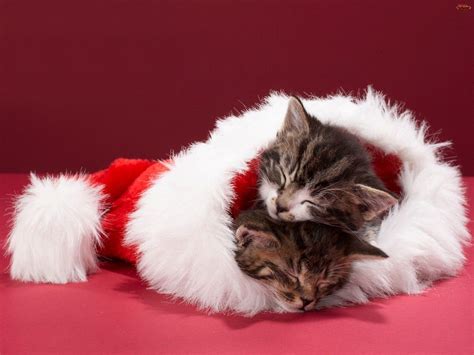 Kitten For Christmas Wallpapers - Wallpaper Cave