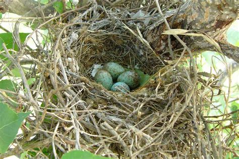 Blue Bird Eggs With Brown Spots