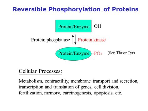 Phosphoproteome Analysis By Mass Spectrometry Jau Song Yu 余兆松