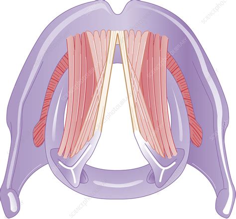 Larynx Drawing Stock Image C Science Photo Library