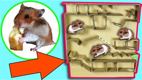 Hamster Escape From Pool Cardboard Hamster Running In Pool Maze