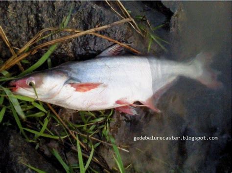 Mancing Patin Besar Brain