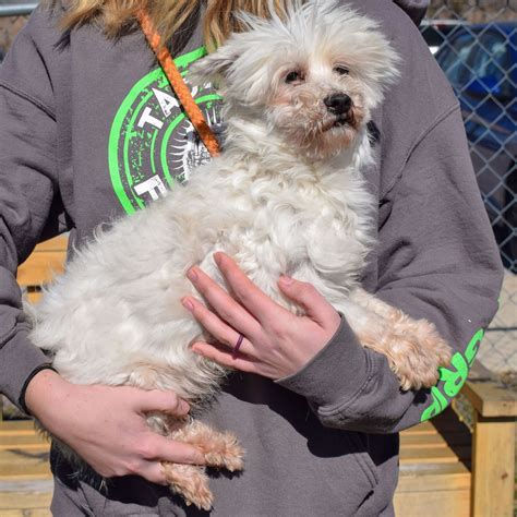 National programs will soon increase the number of maltese dogs for adoption 15