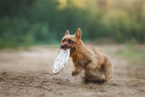 australian terriers bark  lot animalanswernet