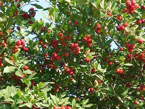 Getting your Mayhaw trees a fresh cut - Dig It Right | Dig It Right