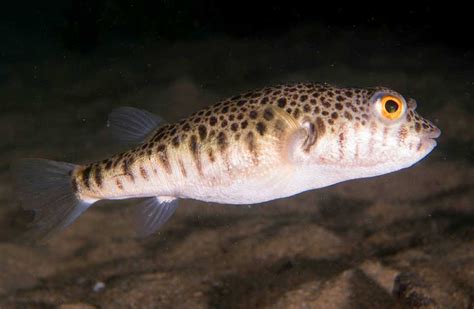 Common Toadfish: Profile, Traits, Facts, Teeth, Diet, Range - SeaFish