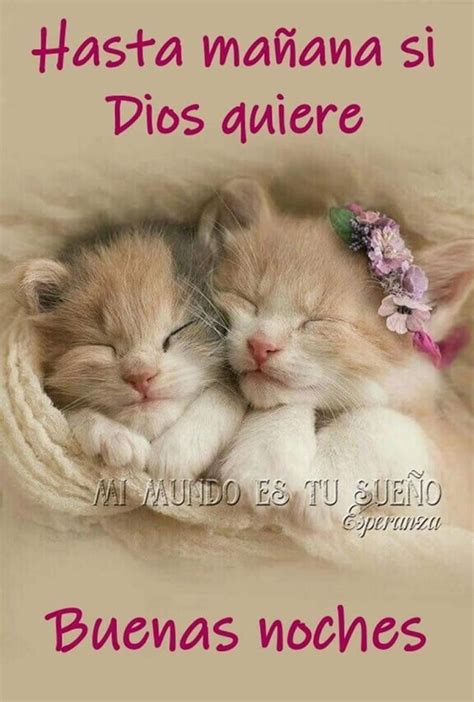 Pin De Cristina S Enz En Gatitos Saludos De Buenas Noches Gato De