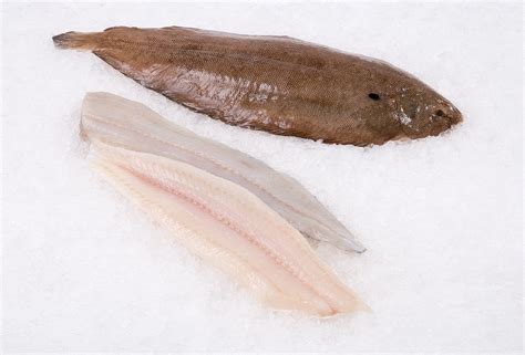 Dover Sole Fresh Holland Wild Caught Lb Ea 59 Off