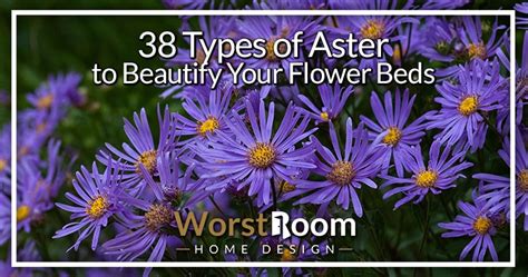 38 Types of Aster to Beautify Your Flower Beds - Worst Room