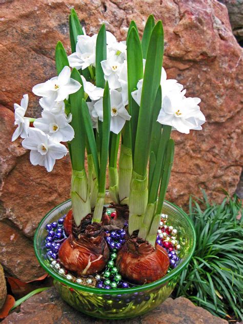 Forcing Paper White Narcissus Hgtv