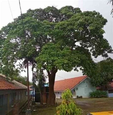 Kalpataru dan Mitologi Hindu, Pohon Suci yang Tumbuh di Surga Halaman 1 ...