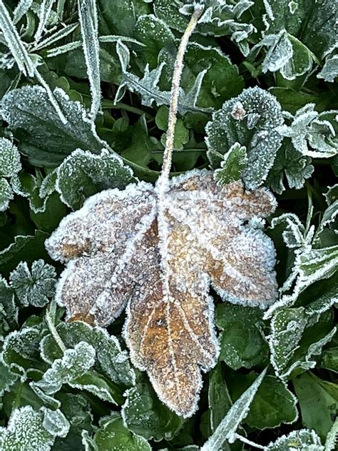 Photos Feuilles Darbres Corentin Branger Flickr