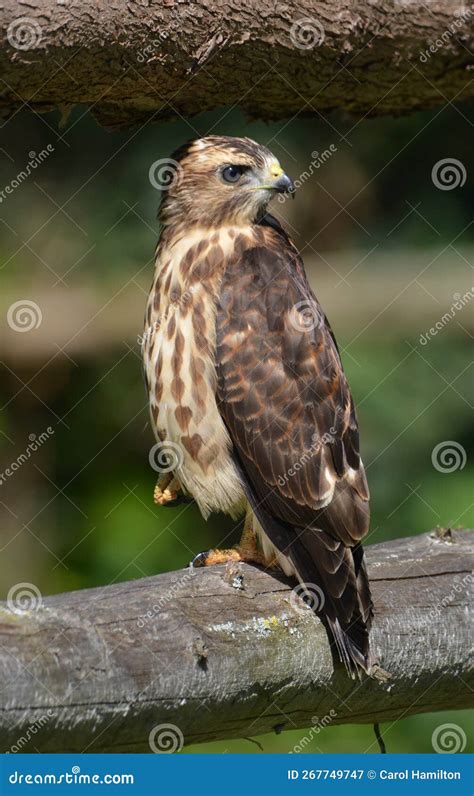 Close Up of a Juvenile Fledged Broad-winged Hawk Stock Image - Image of predator, brown: 267749747