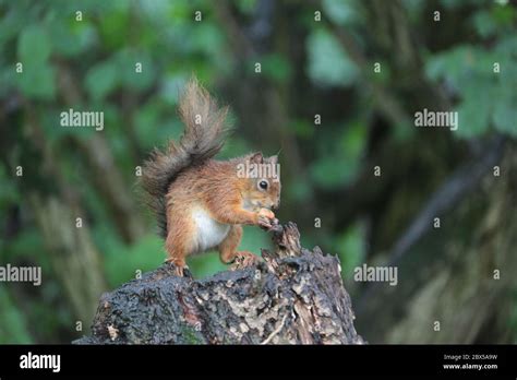 Scottish Red Squirrel feeding Stock Photo - Alamy