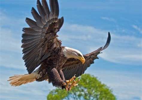Mining will expand at Alaska bald eagle preserve - Earth.com