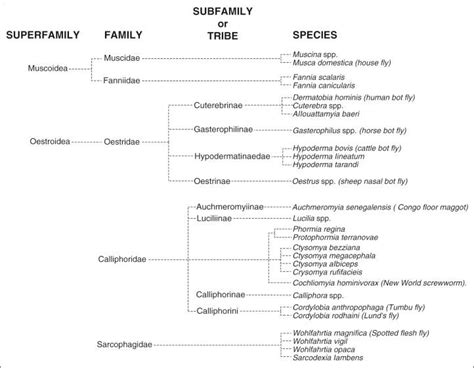 Myiasis - Clinical Tree