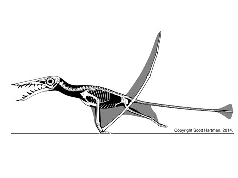 How Flight Evolved In Pterosaurs When Flying Got Big Darwins Door