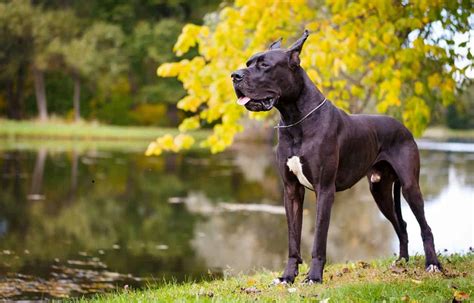 Wonderful Great Dane Dog Breed Info and Personality Traits | Blogdoxbox.com