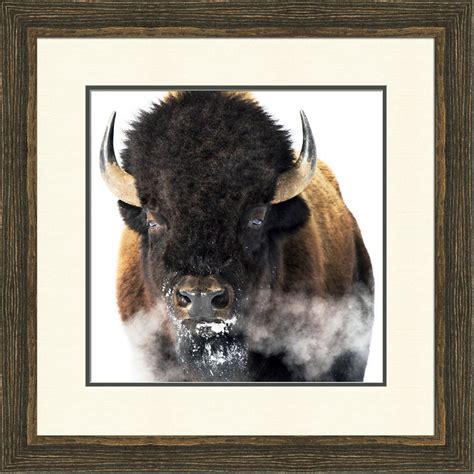 YELLOWSTONE BISON - Picture Source