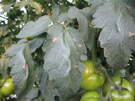 Powdery Mildew High Tunnel Disease Facts