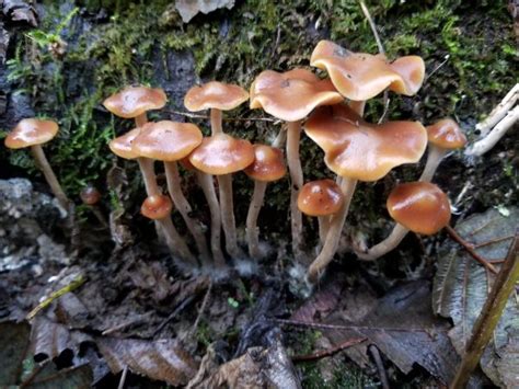 Psilocybe Cyanescens Spore Print SporeSwaps