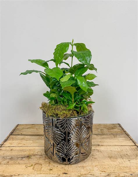 Arabica Coffee Plant – Mood Moss Flowers